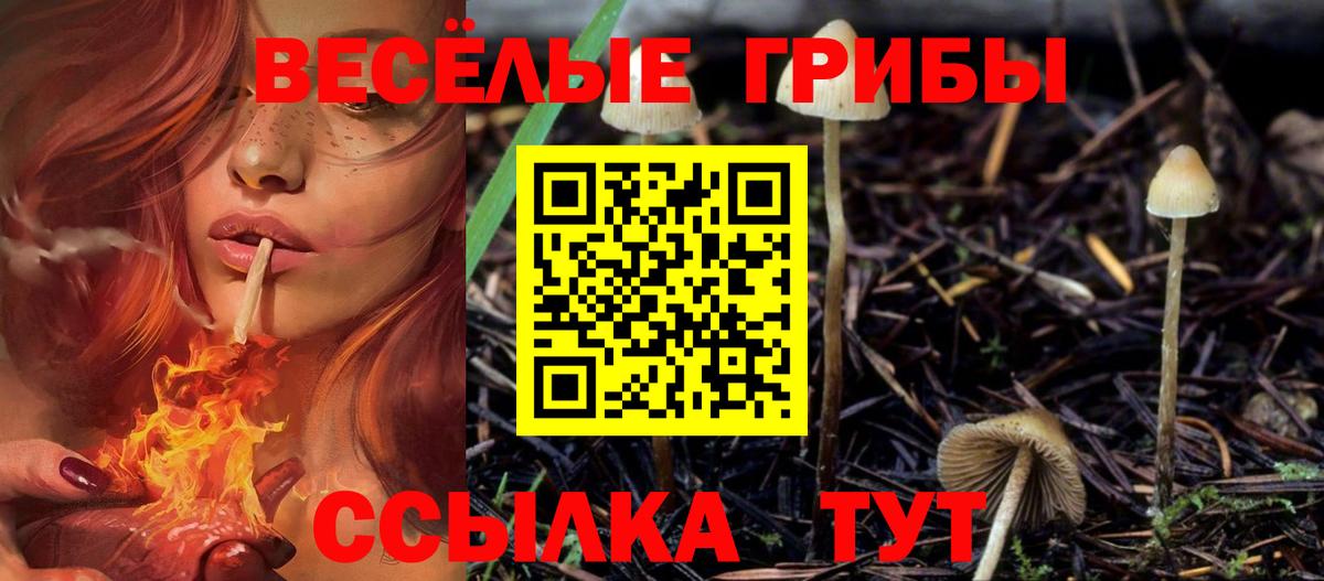 Галлюциногенные грибы Psilocybine cubensis Тверь