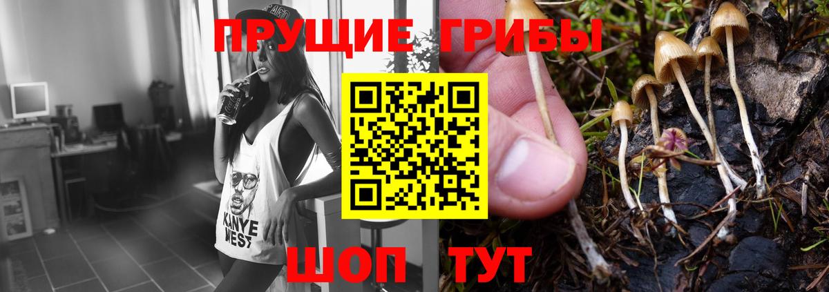 Псилоцибиновые грибы мицелий Тверь